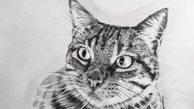 Как нарисовать кота карандашом? И ОЖИВИТЬ?