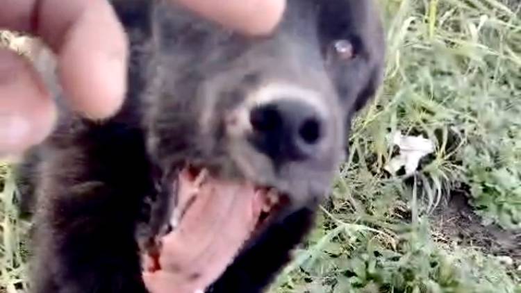 Расстрелянная собака.