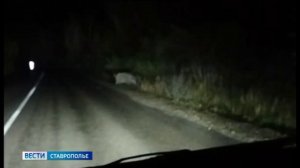 Дикие кабаны парализовали дорожное движение в одном из населенных пунктов Ставрополья