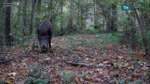 В заповеднике на границе с Тульской областью в фотоловушку попали кабаны