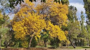 Осень в городском саду