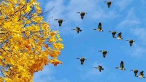 Пересказ рассказа "Признаки осени"