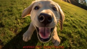 #8. НА ЭТО СТОИТ ПОСМОТРЕТЬ!!! ПРИКОЛЫ С СОБАКАМИ И КОШКАМИ!