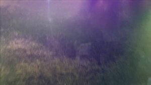 Два пруда в гараже с карпами КОИ