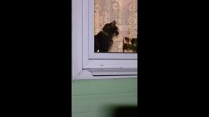 Кошка Мышка наблюдает — сделано в Clipchamp