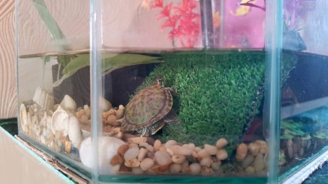 архив Черепашка красноухая