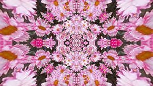 Видеофоны! Видеофон Осенние цветы! Волшебный полёт хризантем!!!