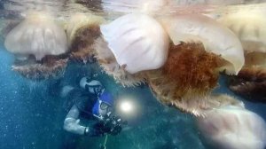 Кладбище медуз Азовского моря