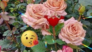 Туган көн! День рождения! Музыкальная открытка на татарском языке.