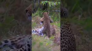 Мамы - они такие!.mp4