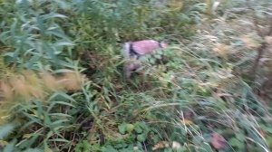 Фея среди золотарника