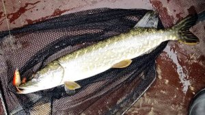 Поплыл за окунем и наткнулся на щучье логово!