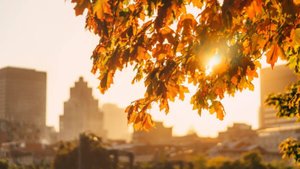 Город ЗОЛОТОЙ*