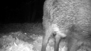 Фото ловушка кабанчики