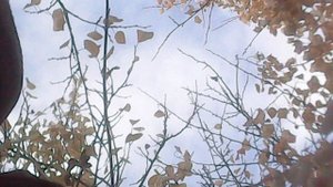 Во исполнение заповеди Христовой о почитании родителей - помогаю маме в саду