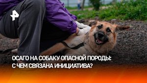 ОСАГО для собак: эксперты взвесили плюсы и минусы инициативы