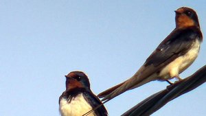 Ласточкино счастье