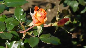 22..10..2025  тэц  ПВН MP4   (347)