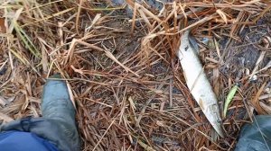 травянка в октябре