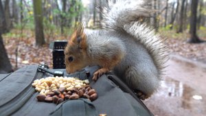 Парк. Дождь. Белки. Зарисовка