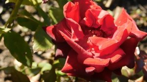 22..10..2025  тэц  ПВН MP4   (301)