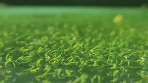 Убрал поляну гидры у Гуппи простяков, смотрю в микроскоп, помыл нерестовики под след. нерест