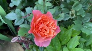 СОРТА МОИХ РОЗ. Мой цветущий сад с розами 5 июня 2023г