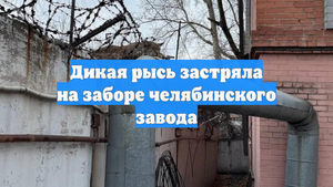 Дикая рысь застряла на заборе челябинского завода