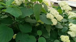 #шикарнве цветы #вспомним лето