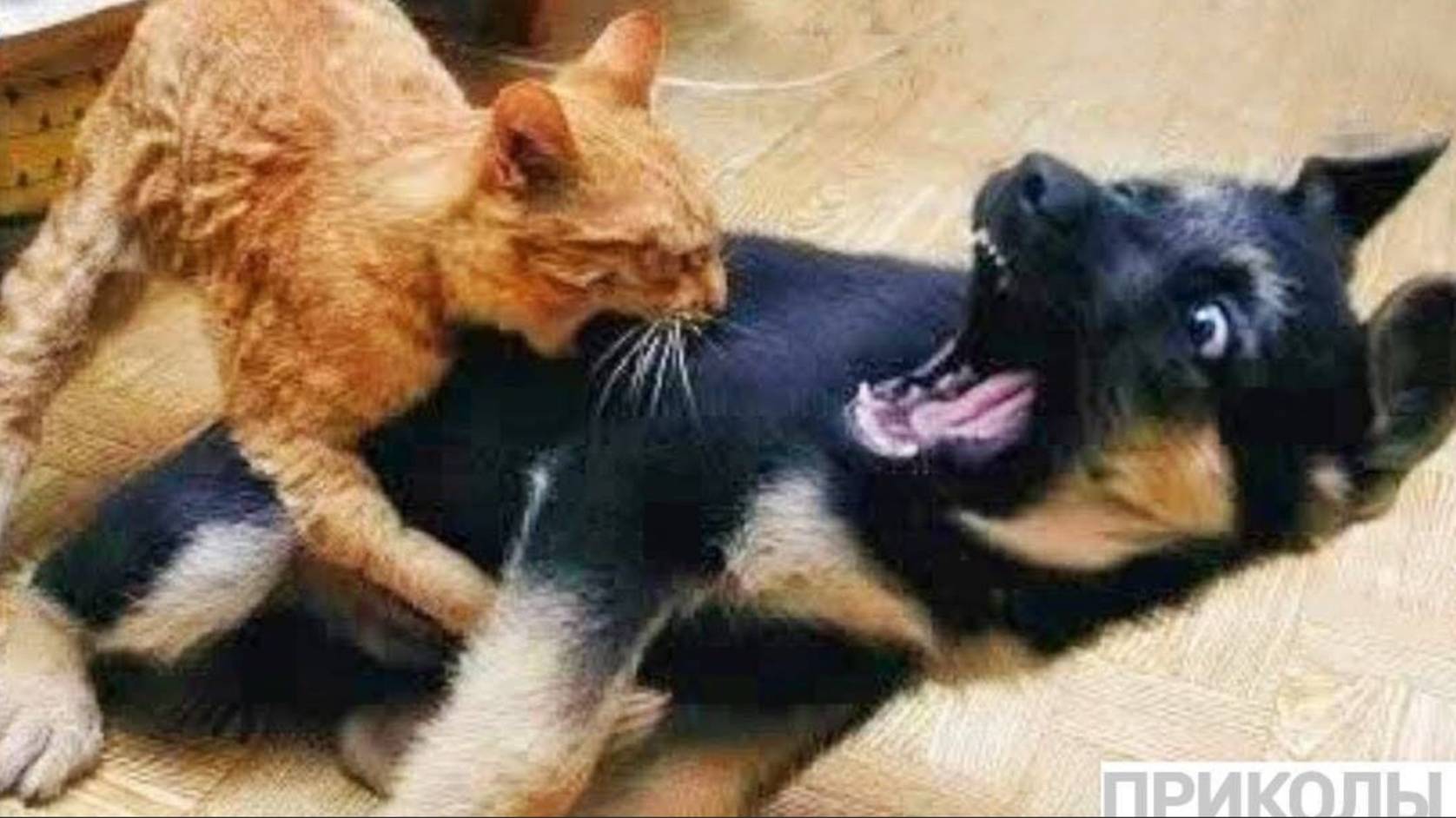 Засмеялся — проиграл Лучшие смешные видео с кошками и собаками