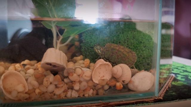 архив Черепашка красноухая