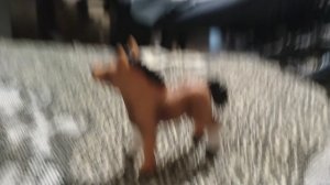 Марс и Глория🤣🤣🤣