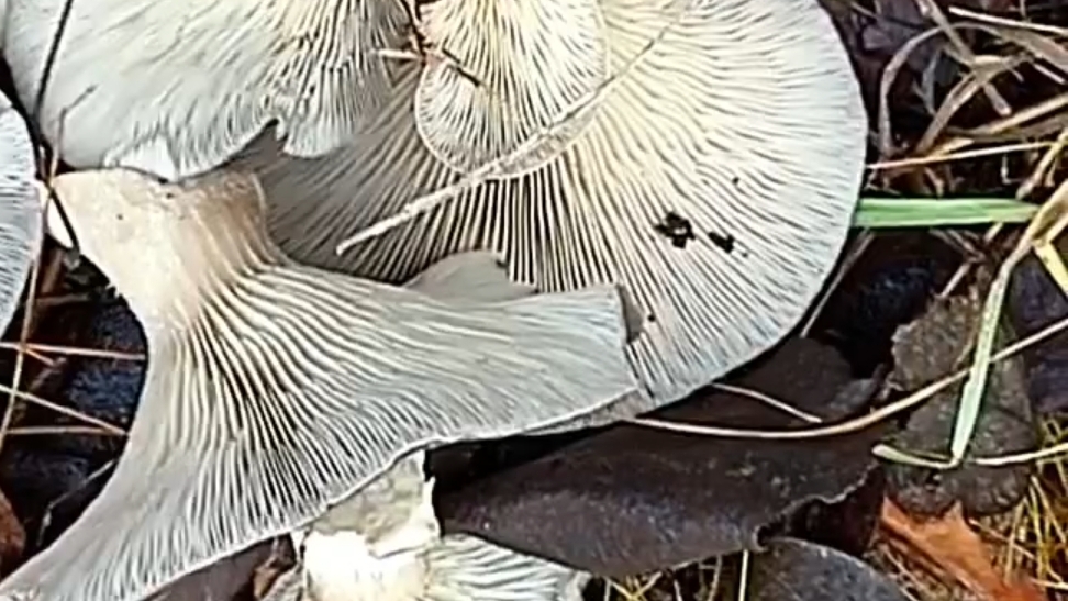 Вешенка устричная. Грибы смотреть онлайн