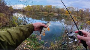 Осенняя симфония рыбалки: Мормышинг, дождь, ветер и богатый улов. Окуни и щуки в день рождения