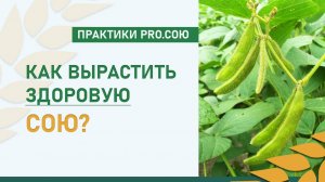 Как вырастить здоровую сою? Склеротиниоз, ЛМР, пурпурный церкоспороз | Практики PRO СОЮ