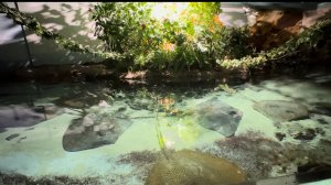 Большие скаты.2025г.