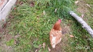 ЖИВЕМ У ДОЧЕРИ В ДЕРЕВНЕ.