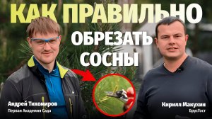 Как правильно обрезать сосны — советы от эксперта / Кирилл Макухин