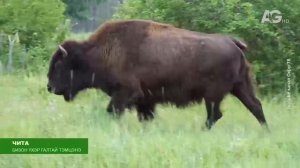 Лучшее за неделю / Дэлхийн төв 2025.10.31