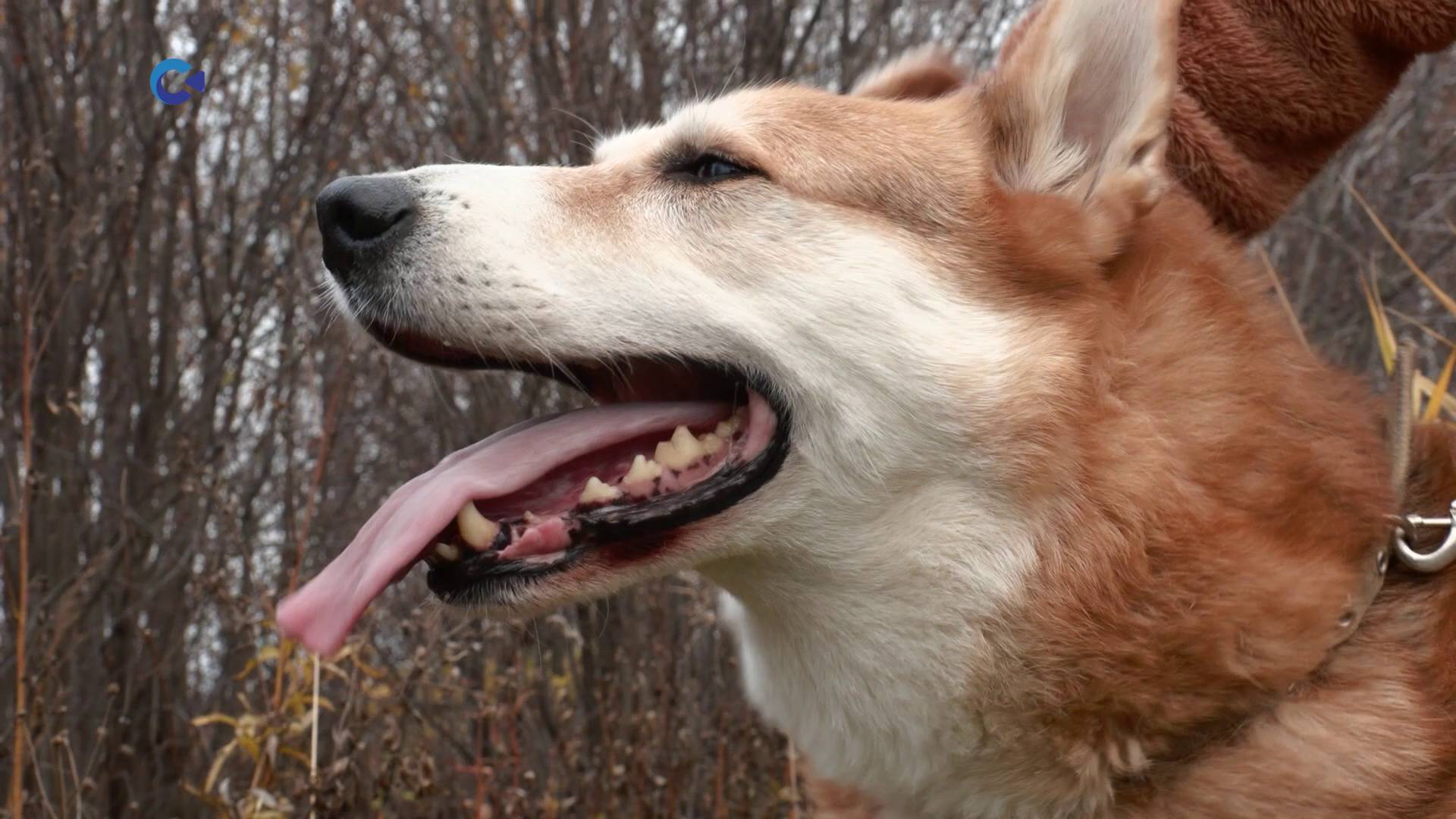 Крошка Ди и Рекс: подопечные фонда помощи бездомным животным «Рекс» ищут новый дом