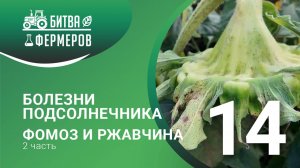Болезни подсолнечника. Фомоз и ржавчина подсолнечника. Битва фермеров. Серия 14