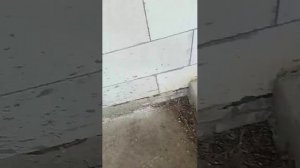 играю с собакой