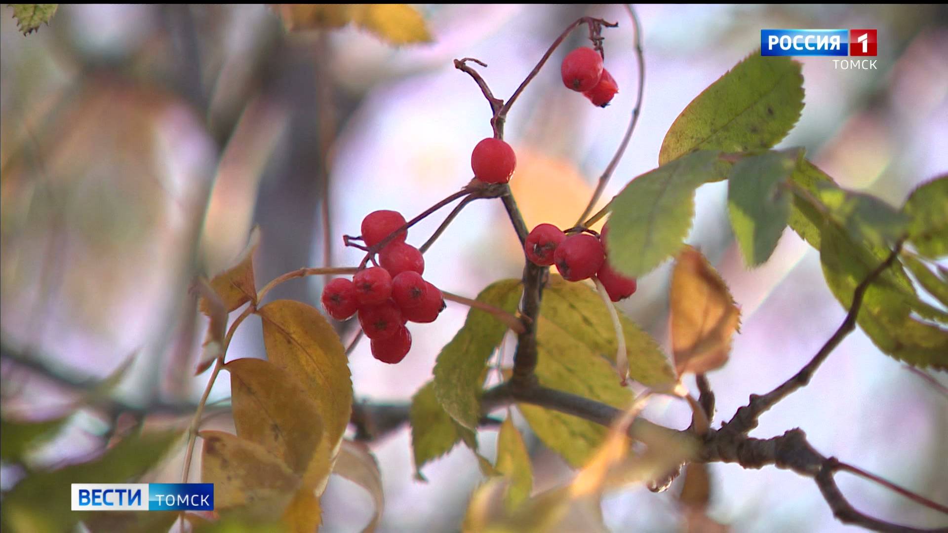 Вести-Томск, выпуск от 31.10.2025 11:30