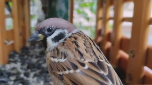 # Подкармливаем птичек.🐦⬛🐦⬛🐦⬛