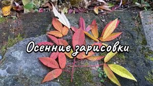 Осенние пейзажи. Какая осенью красота! 29 октября 2025 г.