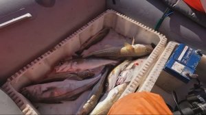 Две морских рыбалки на треску Рыбачий и Кильдин.