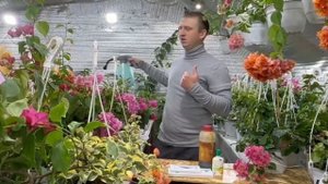 Секретные подкормки для бугенвиллии: что действительно работает, а что — миф?