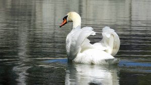 Лебеди-шипуны в центральном парке города Владикавказа