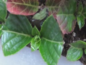 Как поживают мои черенки крупнолистной гортензии?