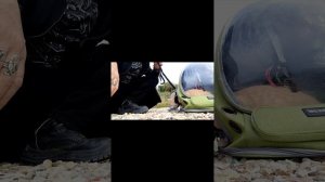 Демурзель состаканое видео 😇